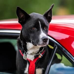 Meet your Posher, Dave